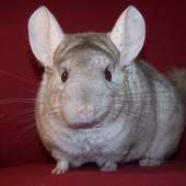 Chinchilla Wallpapers 1.0