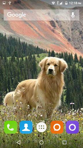 Golden Retriever Dog Wallpaper screenshot 4