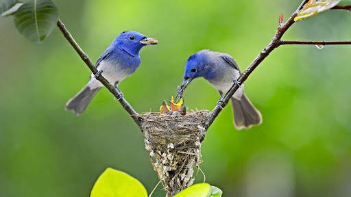 Birds Wallpapers HD 2020-2021 स्क्रीनशॉट 3