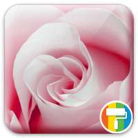 Rose ASUS ZenUI Theme
