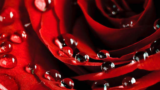 Rose Wallpaper HD & 4k Backgrounds screenshot 22