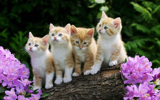 Cute Kitten Wallpaper screenshot 5