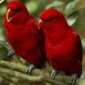 1000  Birds Wallpapers icon