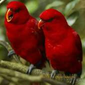 1000  Birds Wallpapers 1.0