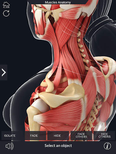 My Muscle Anatomy screenshot 13