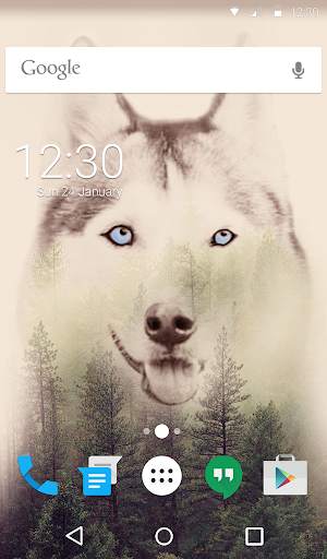 Cute Husky Wallpaper HD Theme screenshot 6