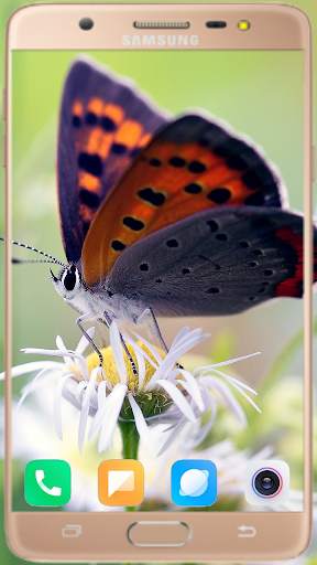 Butterfly Wallpaper Best HD screenshot 5