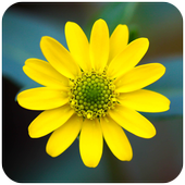 Gallery icon