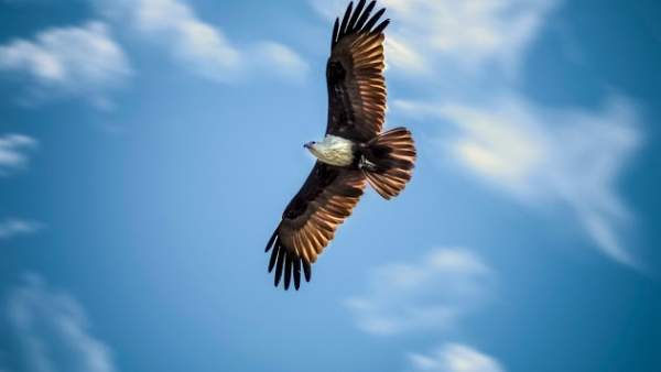 Eagle. Birds Live Wallpapers screenshot 12