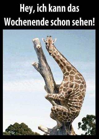 Lustige Bilder Kostenlos für Whatsapp screenshot 2