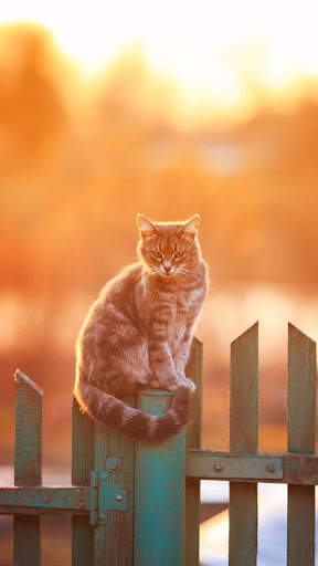 Cat Wallpapers 1 تصوير الشاشة