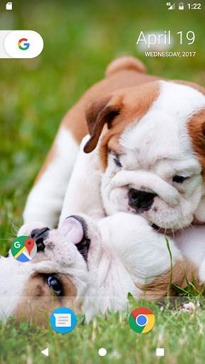 Pitbull Pup Wallpaper HD 1 تصوير الشاشة