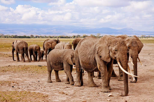 Wildlife Photo Frames screenshot 3