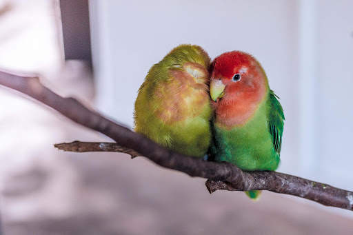 Bird Wallpapers screenshot 1