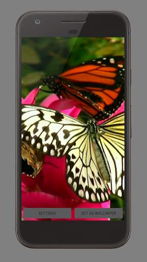 Butterfly And Flower Video LWP screenshot 3