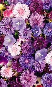 Violet Wallpapers screenshot 2