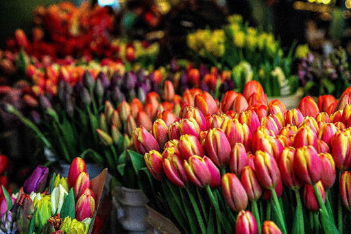 Tulips Wallpapers HD & 4k Backgrounds screenshot 9