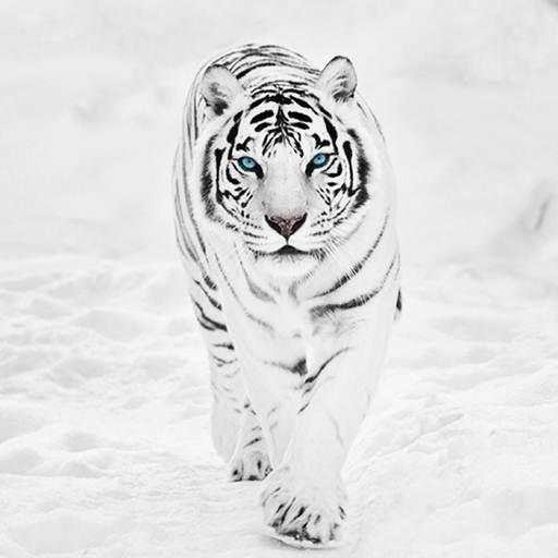 White Tiger Wallpaper Hd 3.1