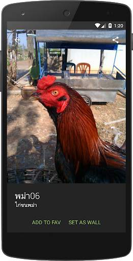 วอลเปเปอร์ไก่ชนไทย screenshot 4