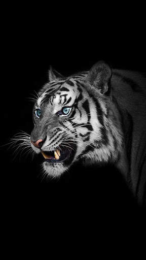White Tiger Wallpapers 1 تصوير الشاشة