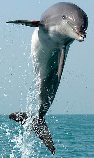 Dolphin Wallpapers HD (backgrounds & themes) screenshot 1