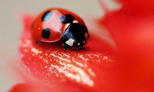 Ladybug wallpapers screenshot 1