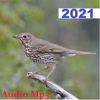 Song Thrush logo