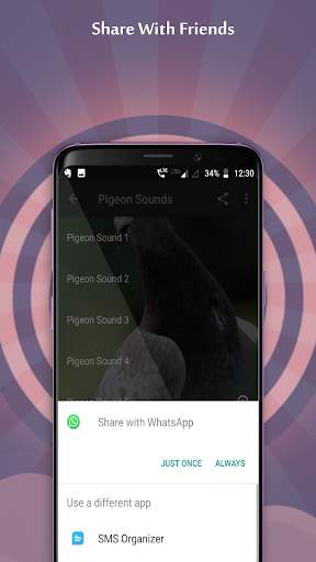 Pigeon Sounds скриншот 1