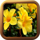 Animated Flower Theme Live Wallpaper icon