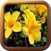 Animated Flower Theme Live Wallpaper 1.1