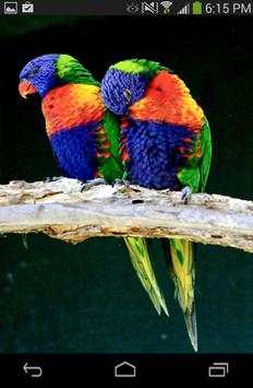 Love Birds Wallpaper Live screenshot 1