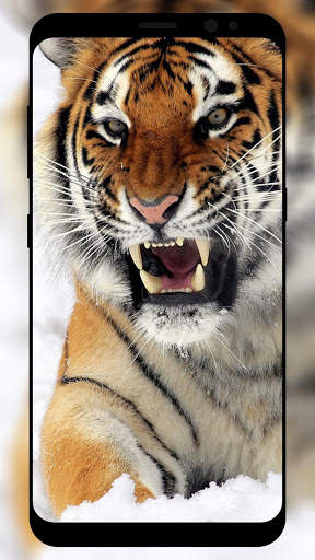 Tiger Wallpaper HD screenshot 1