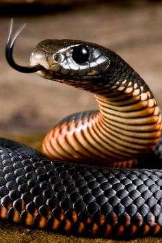Snake Wallpapers screenshot 3