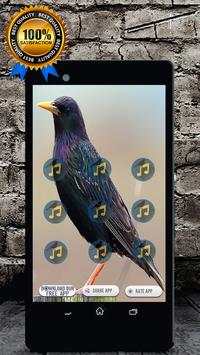 Starling Bird Call: Starling Song & Starling Sound screenshot 1