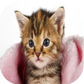 Cat Sounds icon