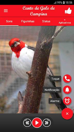 Song of Galo de Campina screenshot 1