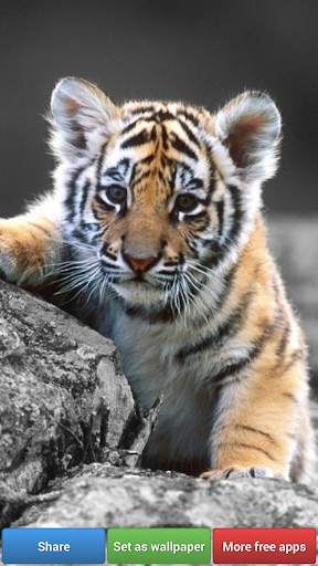Big Cats HD Wallpapers screenshot 5