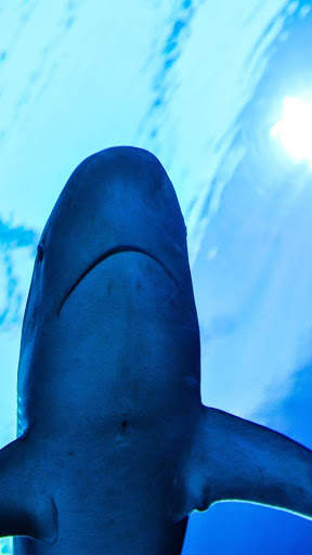 Interactive Shark screenshot 2