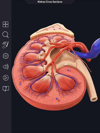 My Urinary System screenshot 3