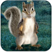 Real Talking Squirrel أيقونة