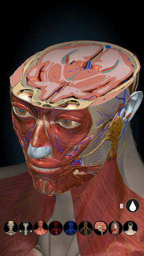 Anatomy Learning - 3D Atlas screenshot 8