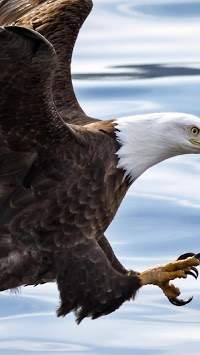 Eagle. Birds Live Wallpapers screenshot 3