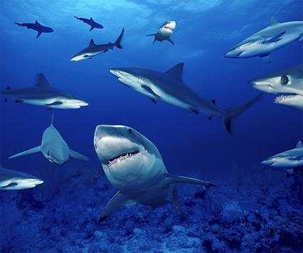 Shark Live Wallpaper screenshot 2