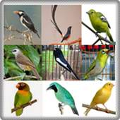 Kicau burung masteran 1.0