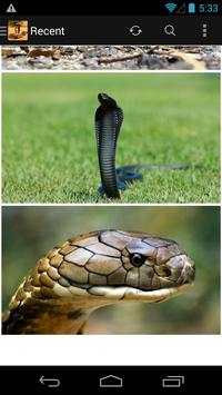 King Cobra Snake Wallpapers HD स्क्रीनशॉट 2
