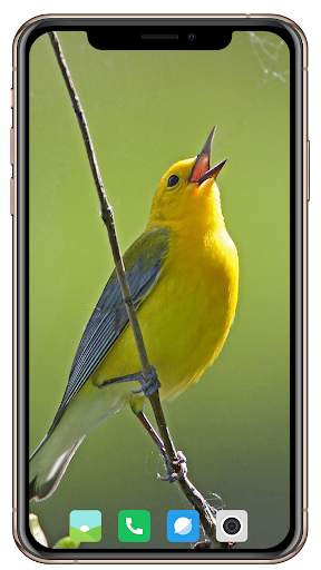 Bird HD Wallpaper screenshot 12