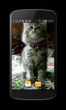 Cute Kitty Video Wallpaper screenshot 3