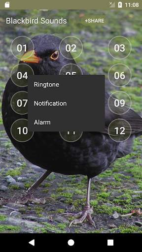 Black Bird (Animal) Calls & Singing screenshot 2