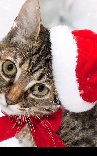 Christmas Cat Live Wallpaper screenshot 4