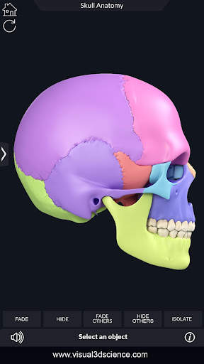 My Skull Anatomy screenshot 7